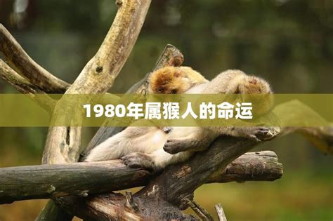 1980年生肖猴|1980年属猴人一生命运如何 1980年属猴人终身运势